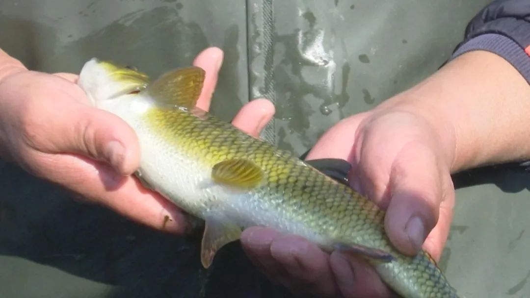 一条小鱼,价格竟高达五位数?