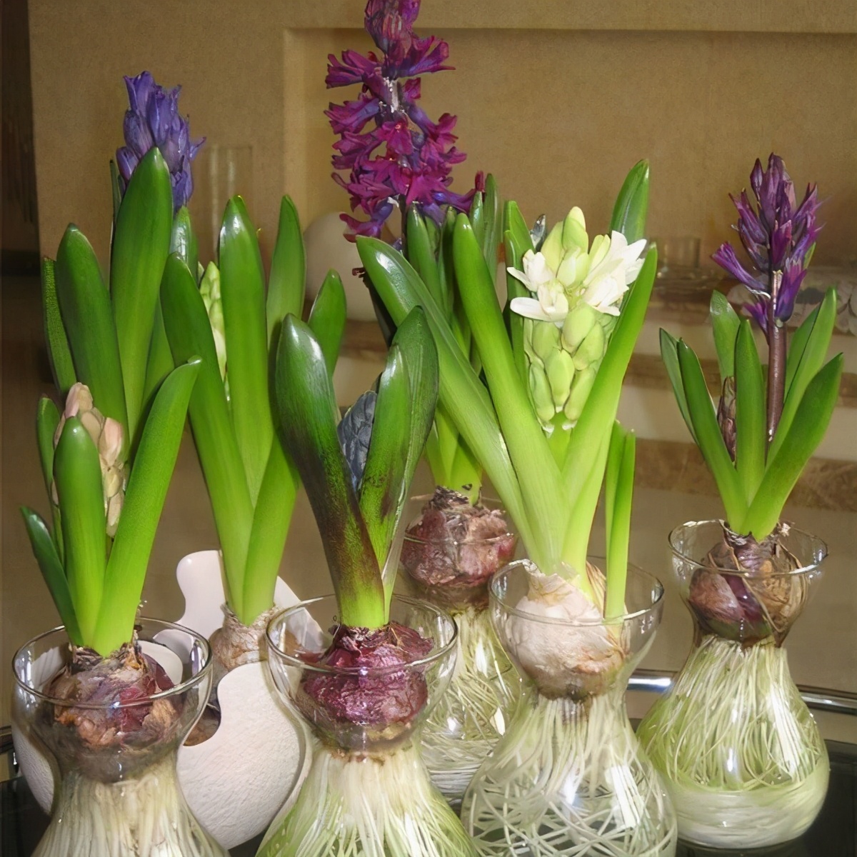 当然除了今天小花给大家分享的这4种水培多肉,还有其他的一些植物也