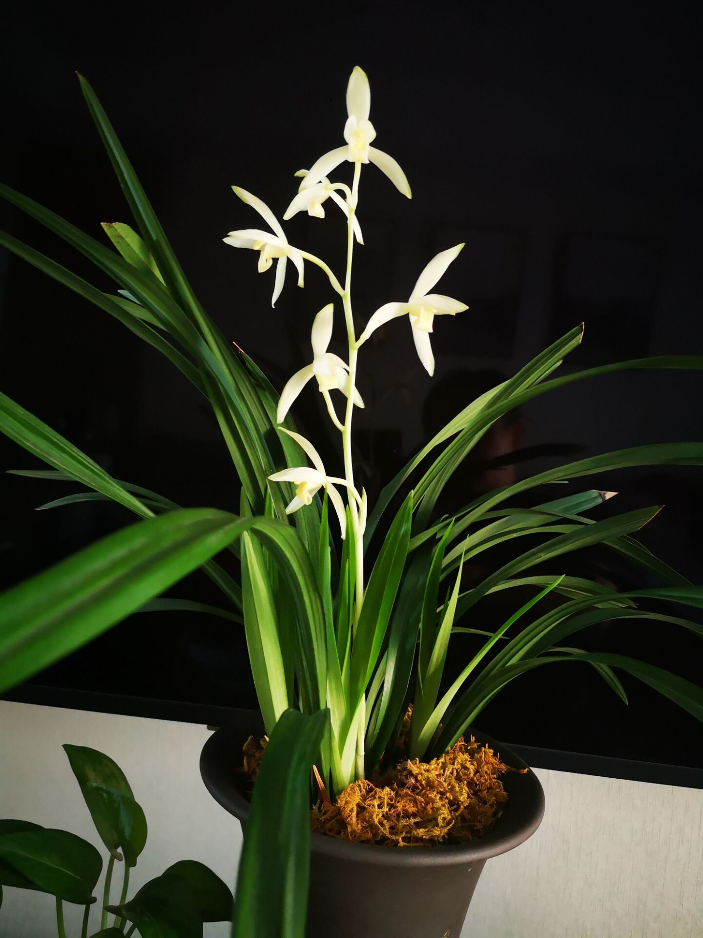 兰花"青山玉泉",开花勤快,香气醇正,便宜好品种!