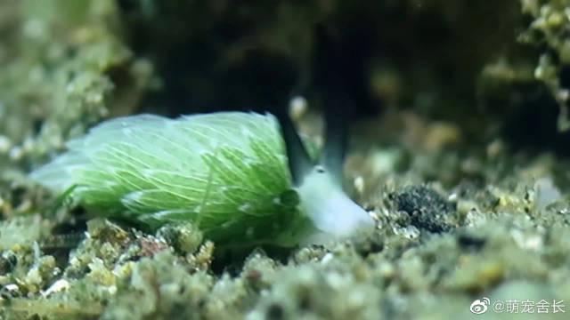 一种超萌的海蛞蝓:小绵羊海蛞蝓leafsheep
