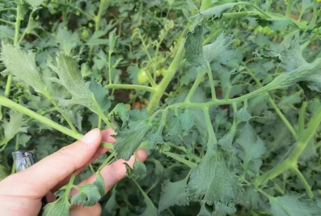 不合理使用控旺药,导致大棚番茄激素中毒,缓解措施怎么做?