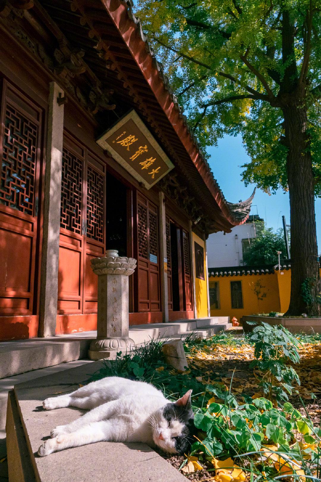 苏州定慧寺里的喵法师相遇需要缘分