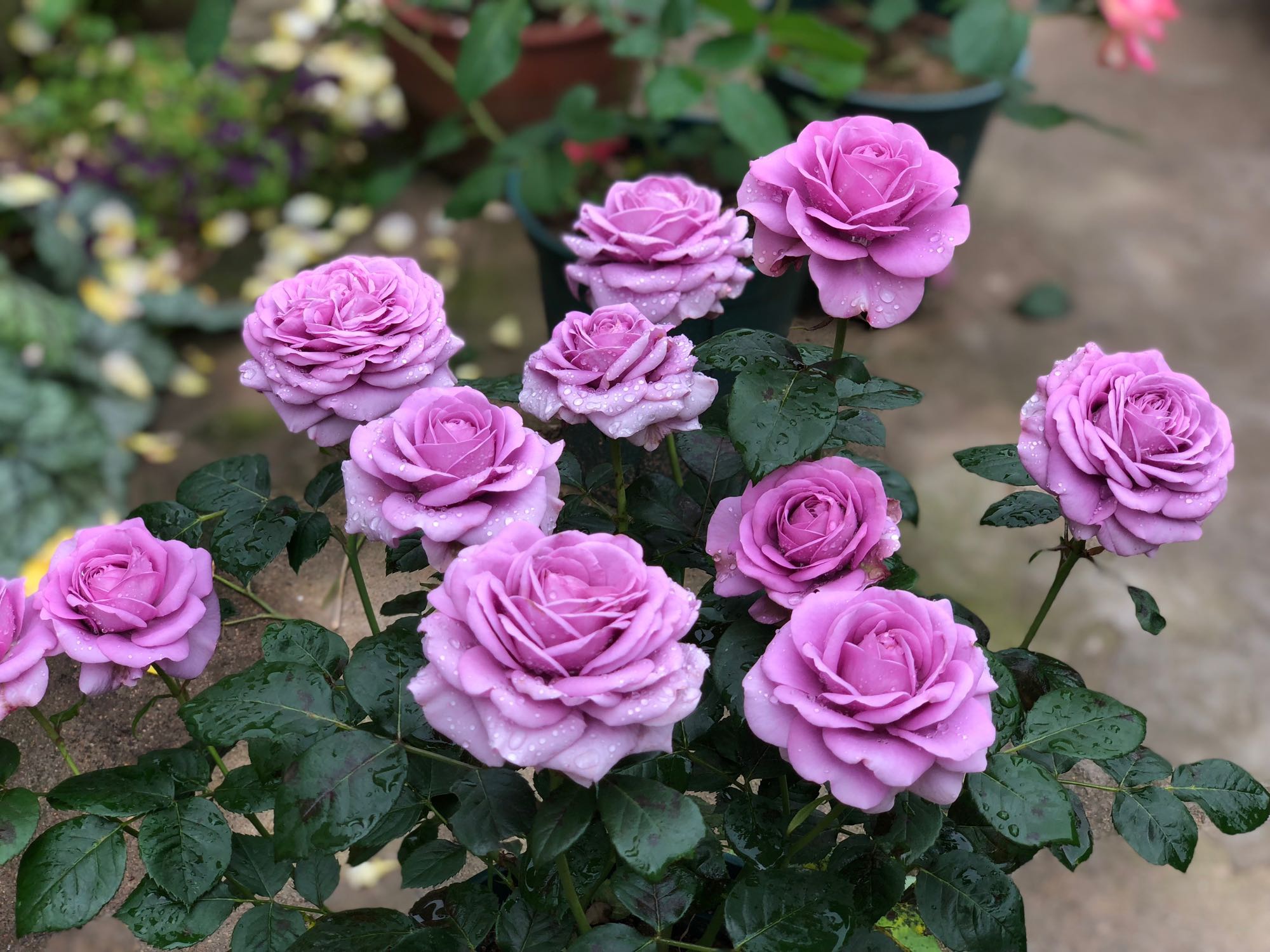 水星王阳台优秀的盆栽月季淡雅蓝紫色香气四溢