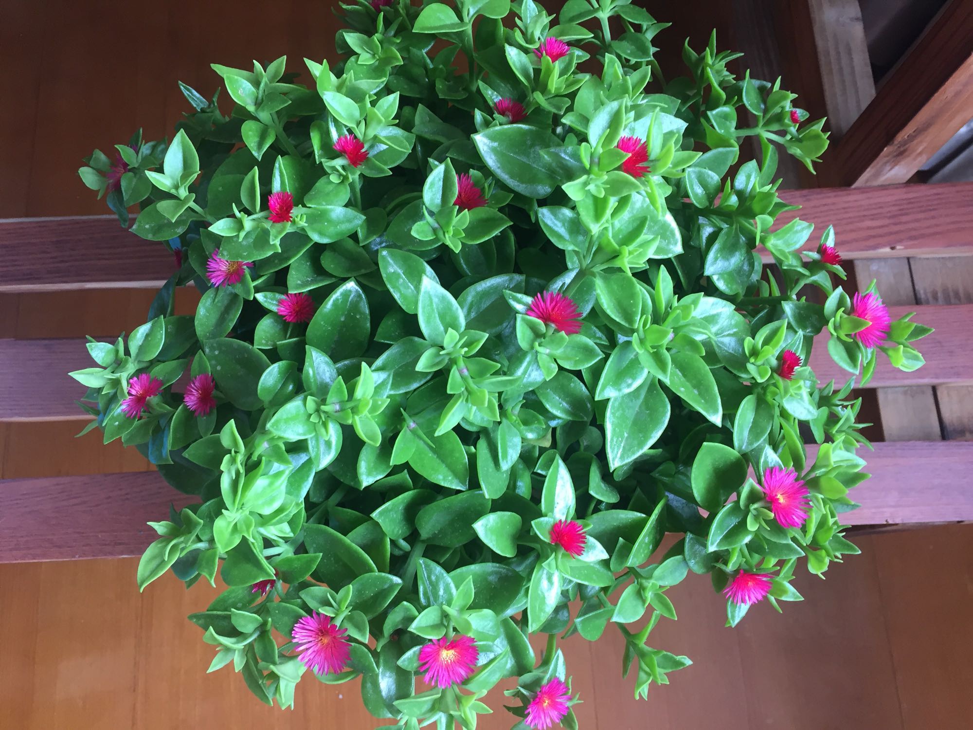 牡丹吊兰,室内盆栽"新宠",叶绿花美,好养如绿萝!