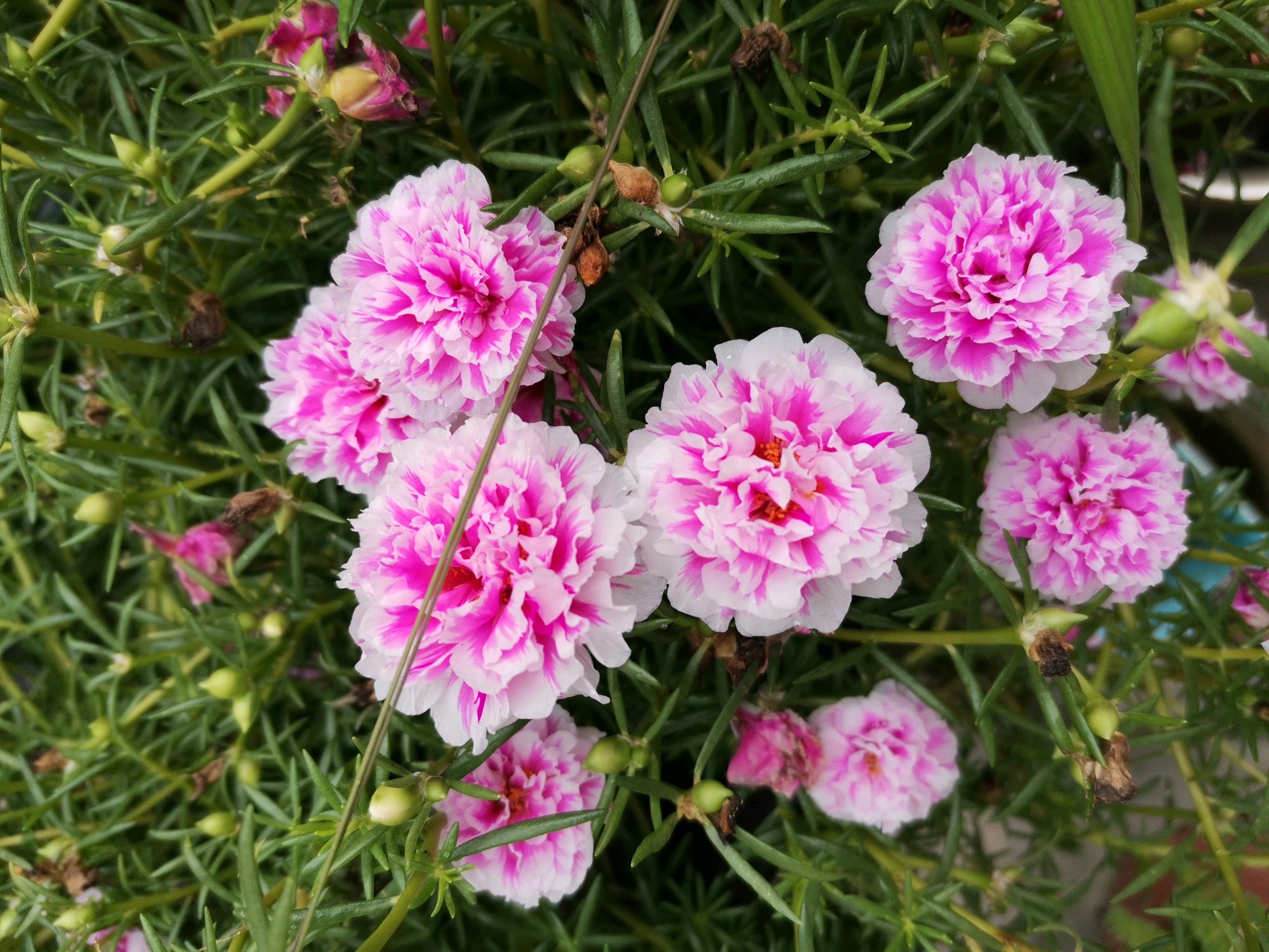 华南地区|太阳花|牡丹_新浪新闻