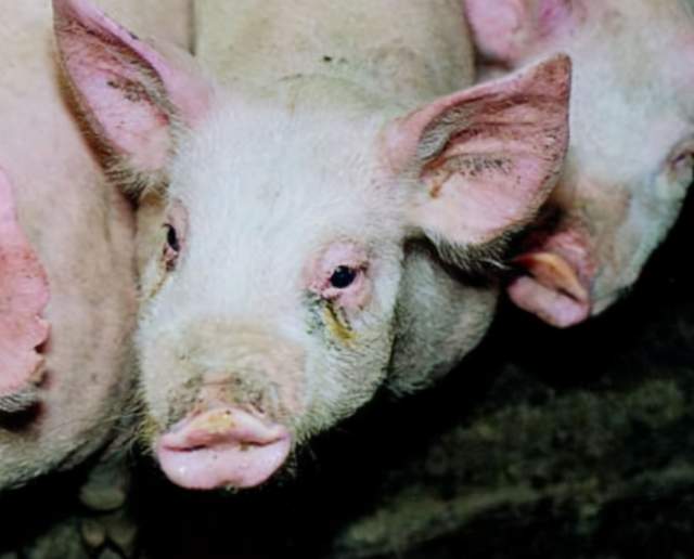 猪萎缩性鼻炎的最佳治疗方法猪萎缩性鼻炎的症状及治疗方法分析