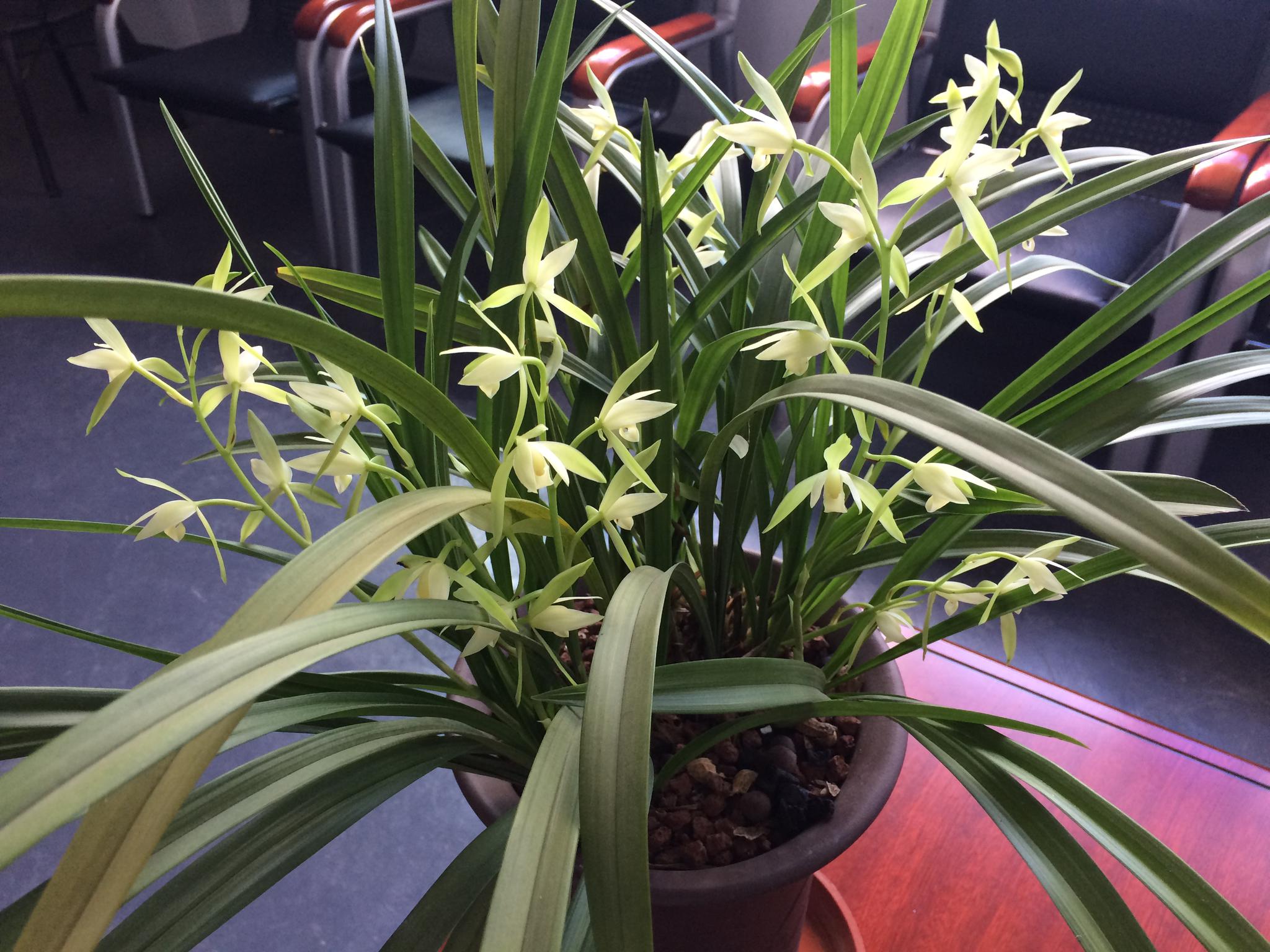 兰花"龙岩素",花姿秀美,兰香浓郁,一年开花多次!|兰花|龙岩|花姿_新浪