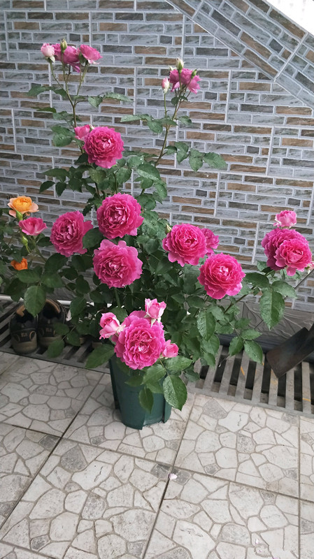 月季花天方夜谭花似牡丹又美又香四季开花