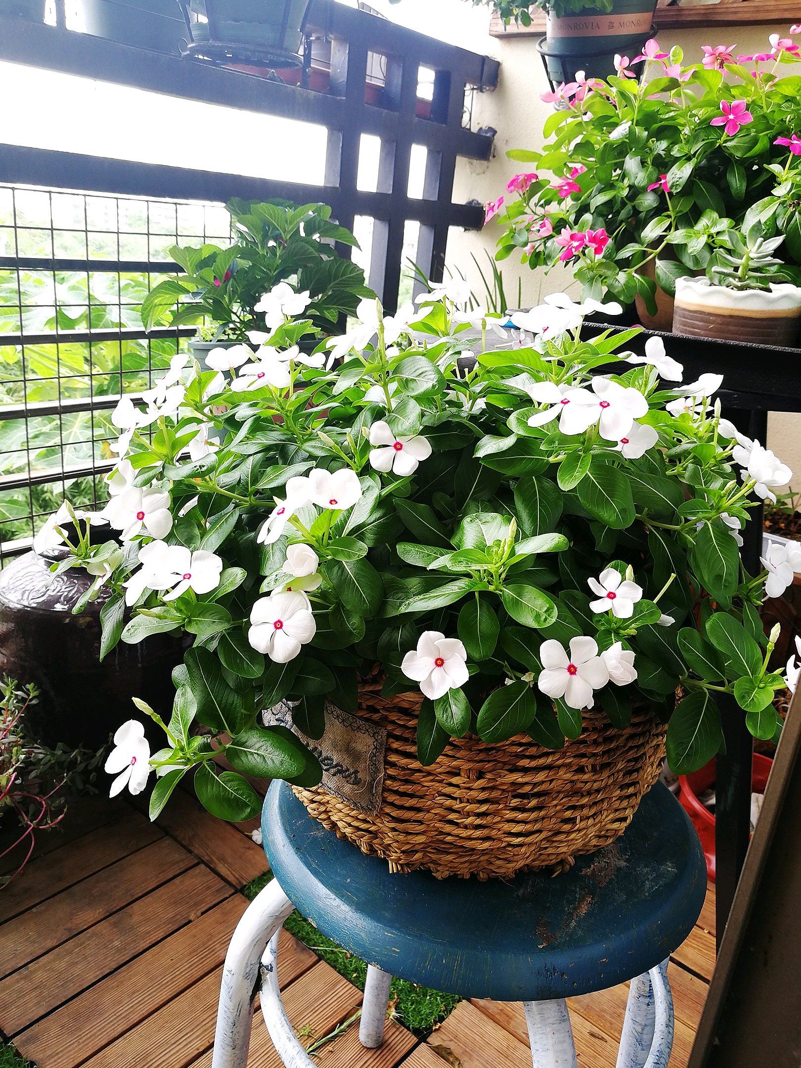 长春花|绿花|花开_新浪新闻