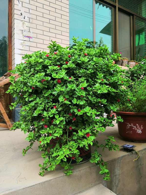 牡丹吊兰,室内盆栽"新宠",叶绿花美,好养如绿萝!