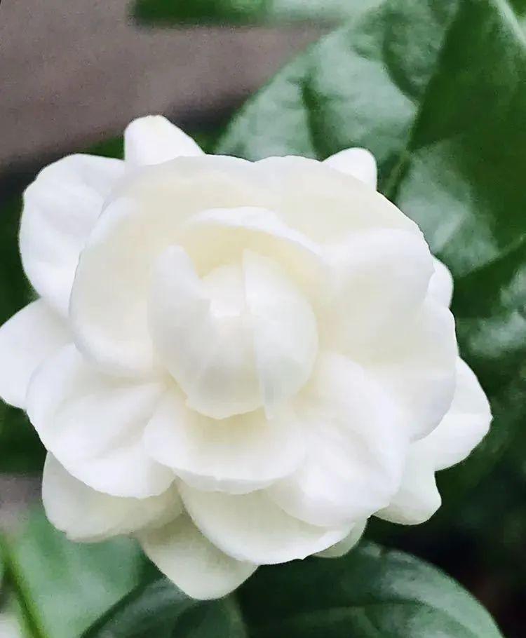 栀子茉莉原来有5个品种一个比一个香叶子带花纹的更值钱