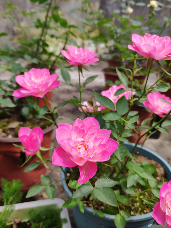 天荷|仙气|月季_新浪新闻