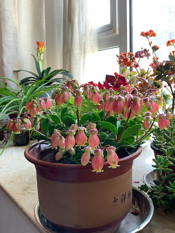 宫灯长寿花室内盆栽新宠好养易打理花期超长