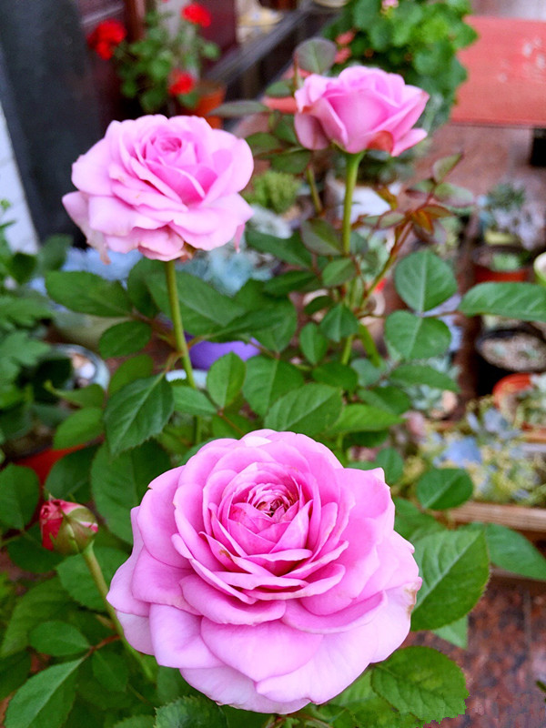 水星王阳台优秀的盆栽月季淡雅蓝紫色香气四溢