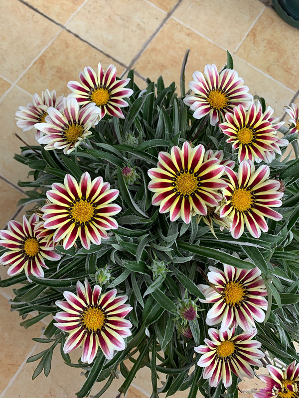 适合懒人养的盆栽花—勋章菊,周年开花,耐热也耐寒!