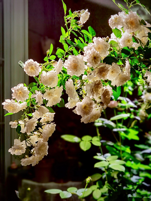 彗星—最好的垂吊月季花,花朵一串串的,全年开不停!