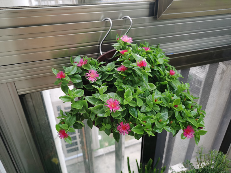 牡丹吊兰,室内盆栽"新宠",叶绿花美,好养如绿萝!