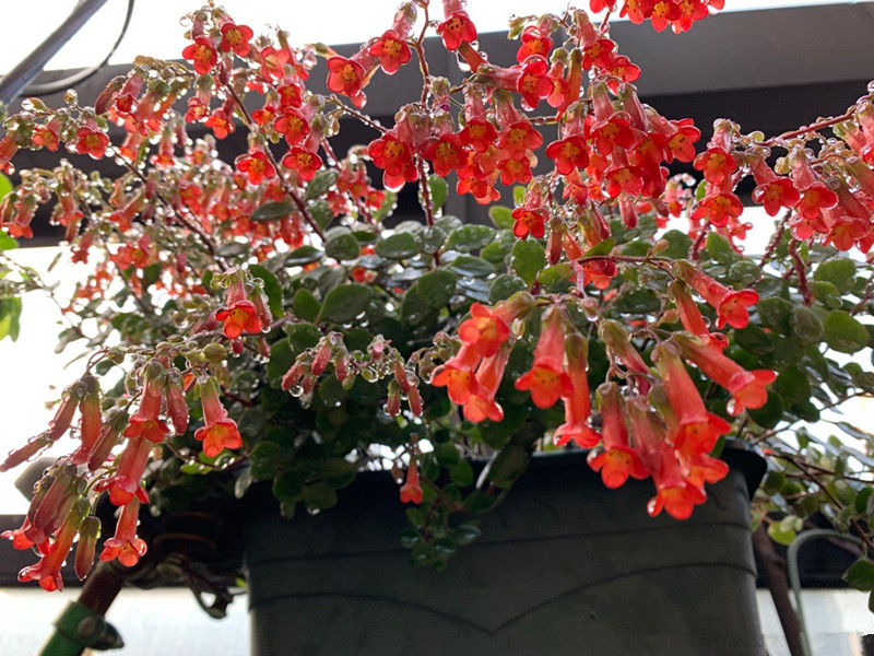 宫灯长寿花室内盆栽新宠好养易打理花期超长