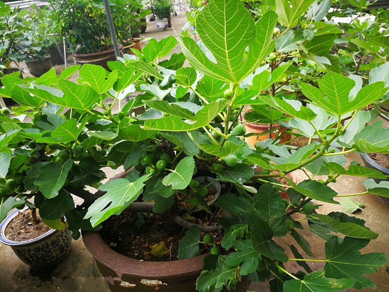 阳台盆栽无花果,种植管理容易,口味清甜!