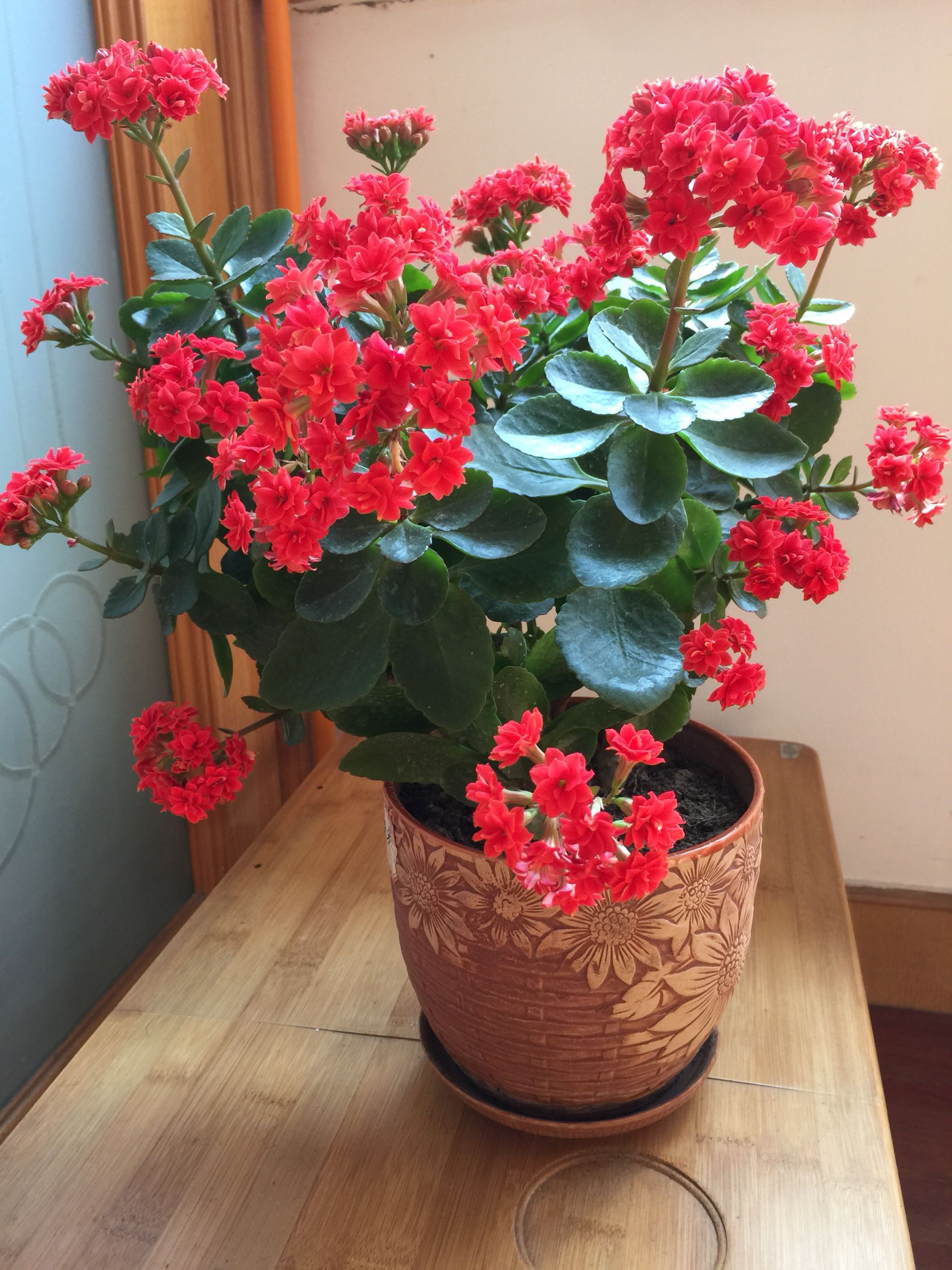 长寿花|植物|盆栽_新浪新闻