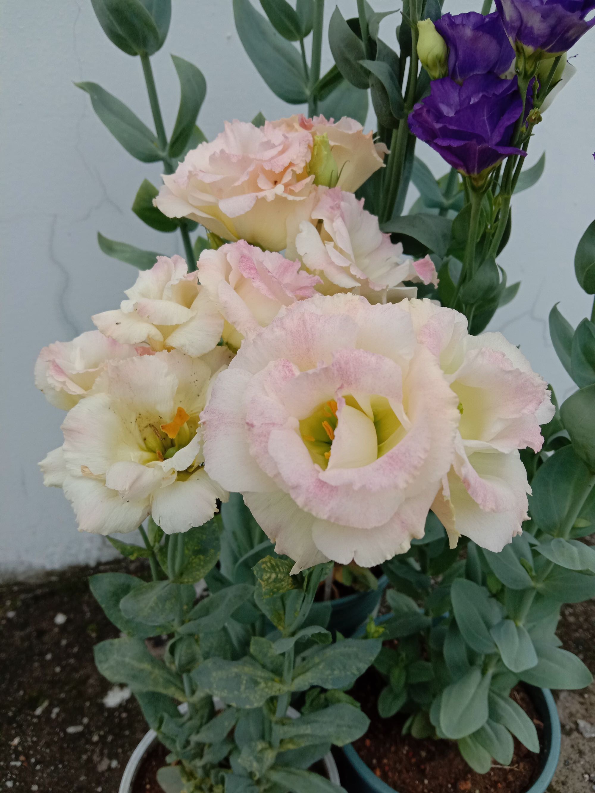 世界名花洋桔梗不只是切花还能做盆栽种植容易