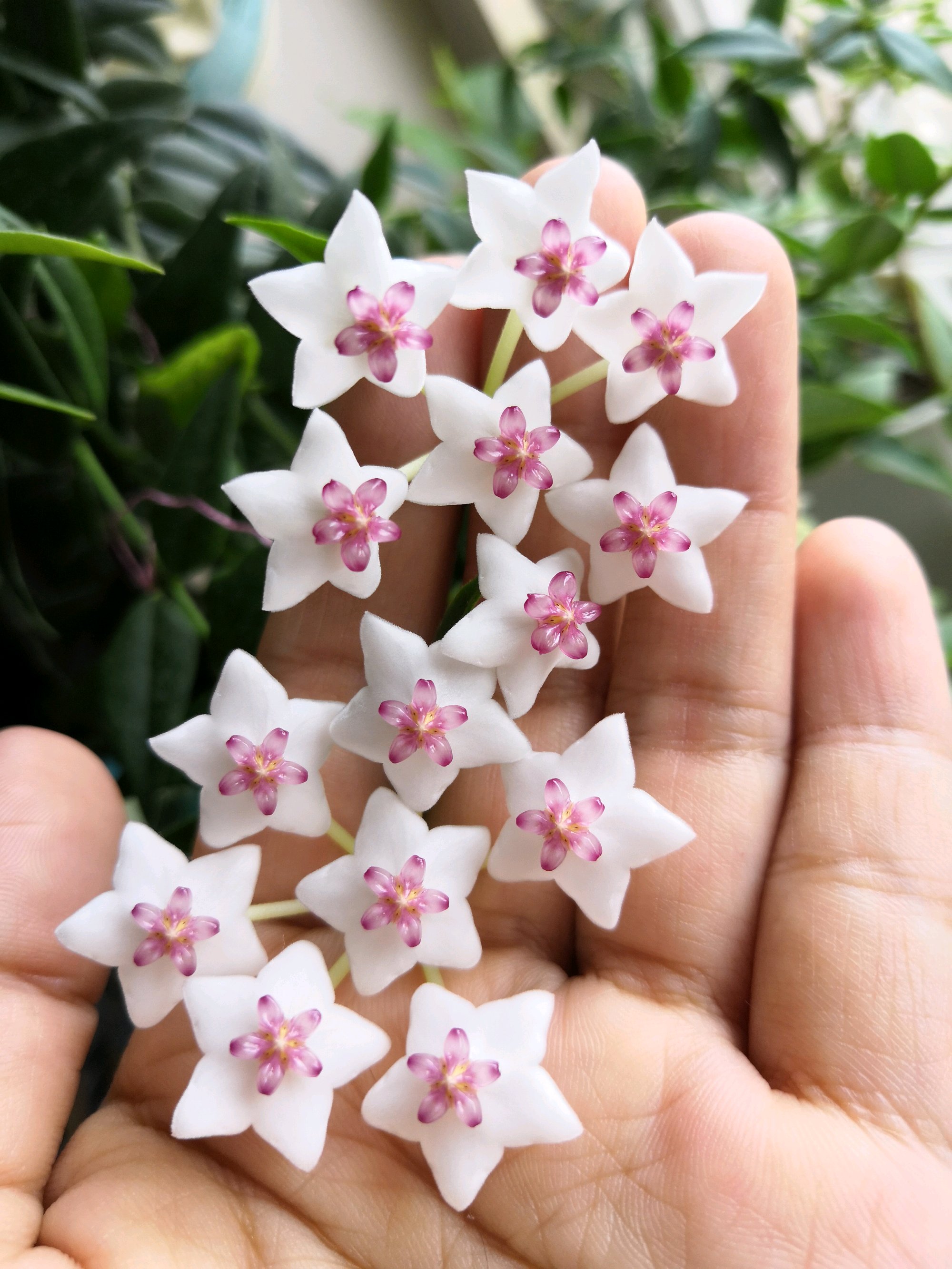 球兰中的精品贝拉花叶俱美花期长香气浓郁