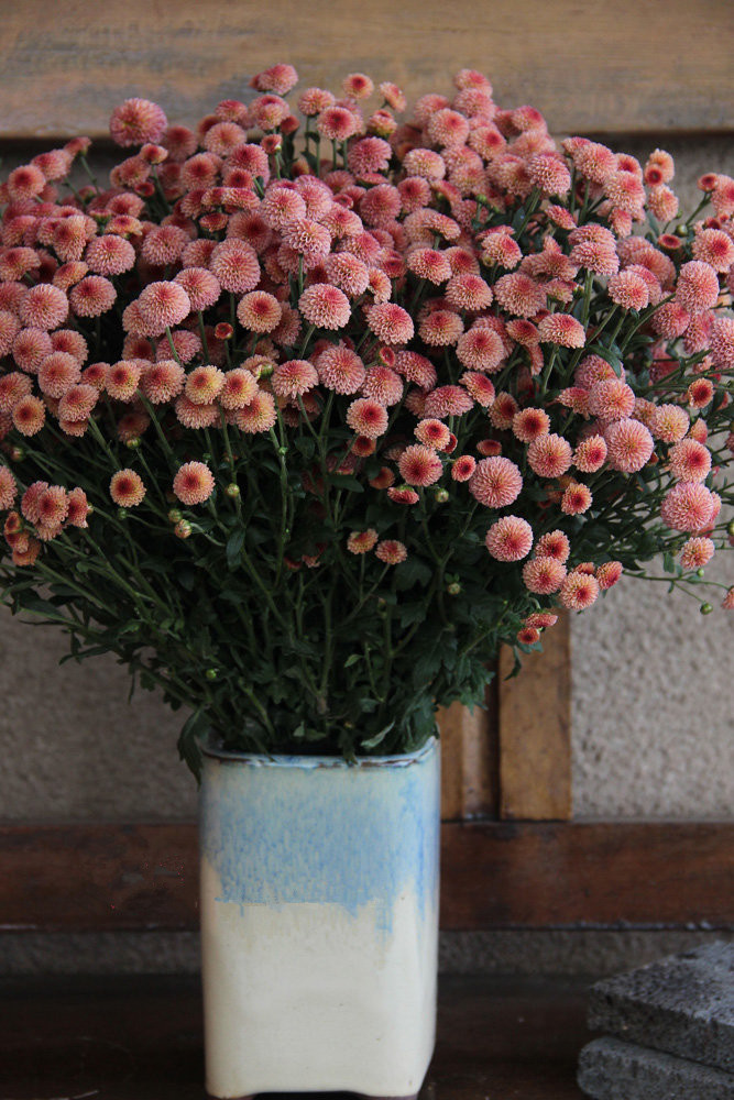 纽扣菊阳台盆栽新宠花朵精致美丽花期长