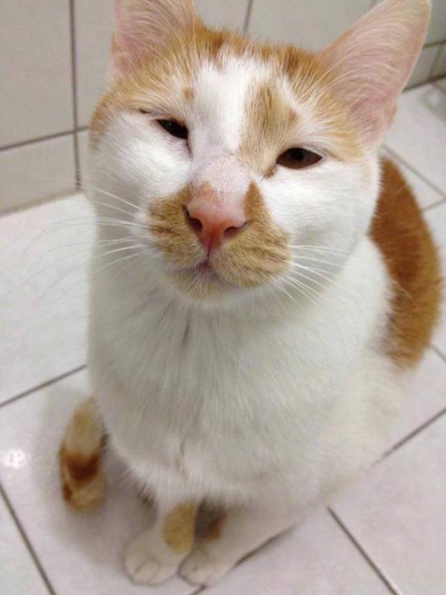 第一次看见眼睛这么小的猫咪