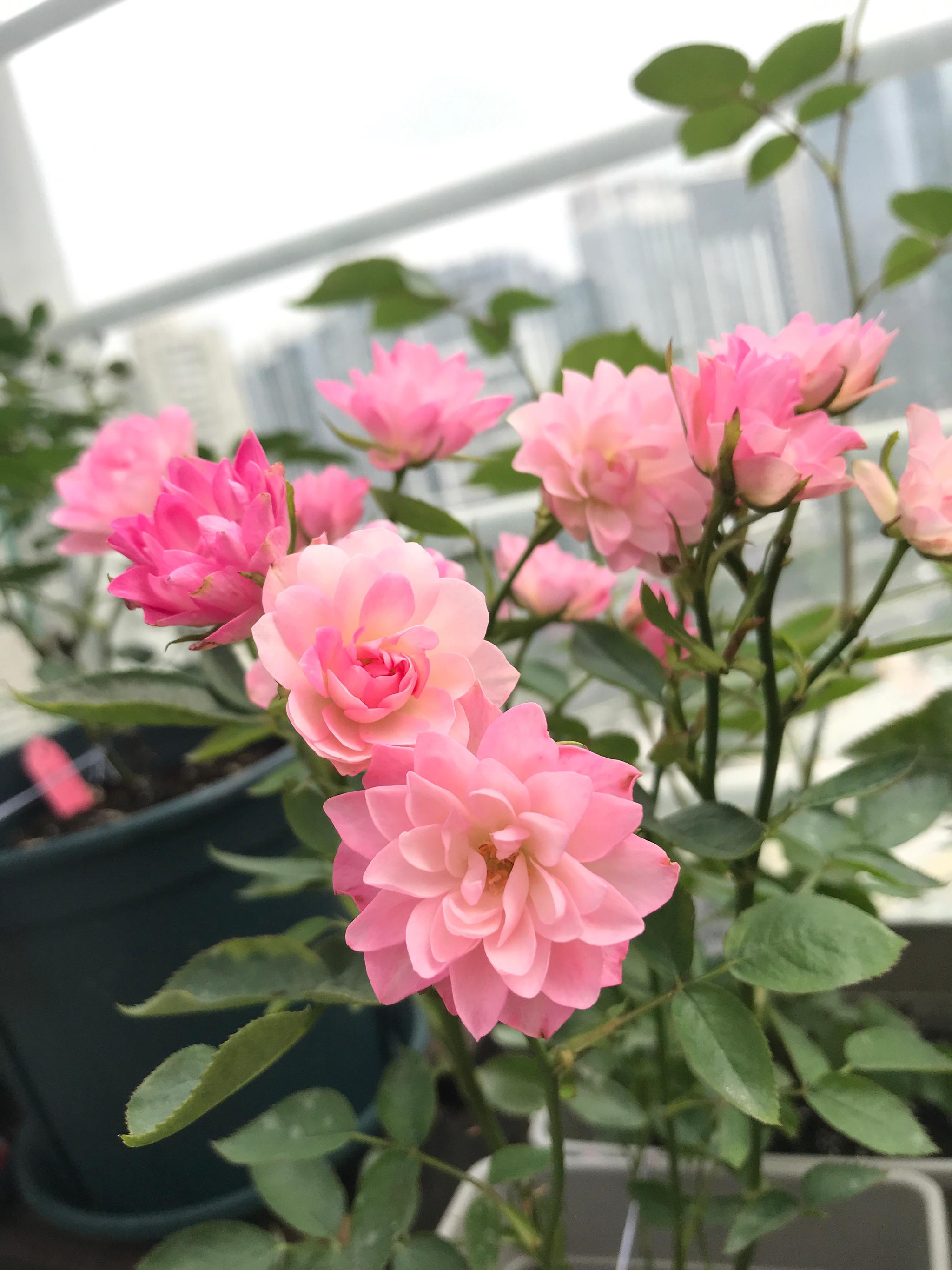 天荷|仙气|月季_新浪新闻