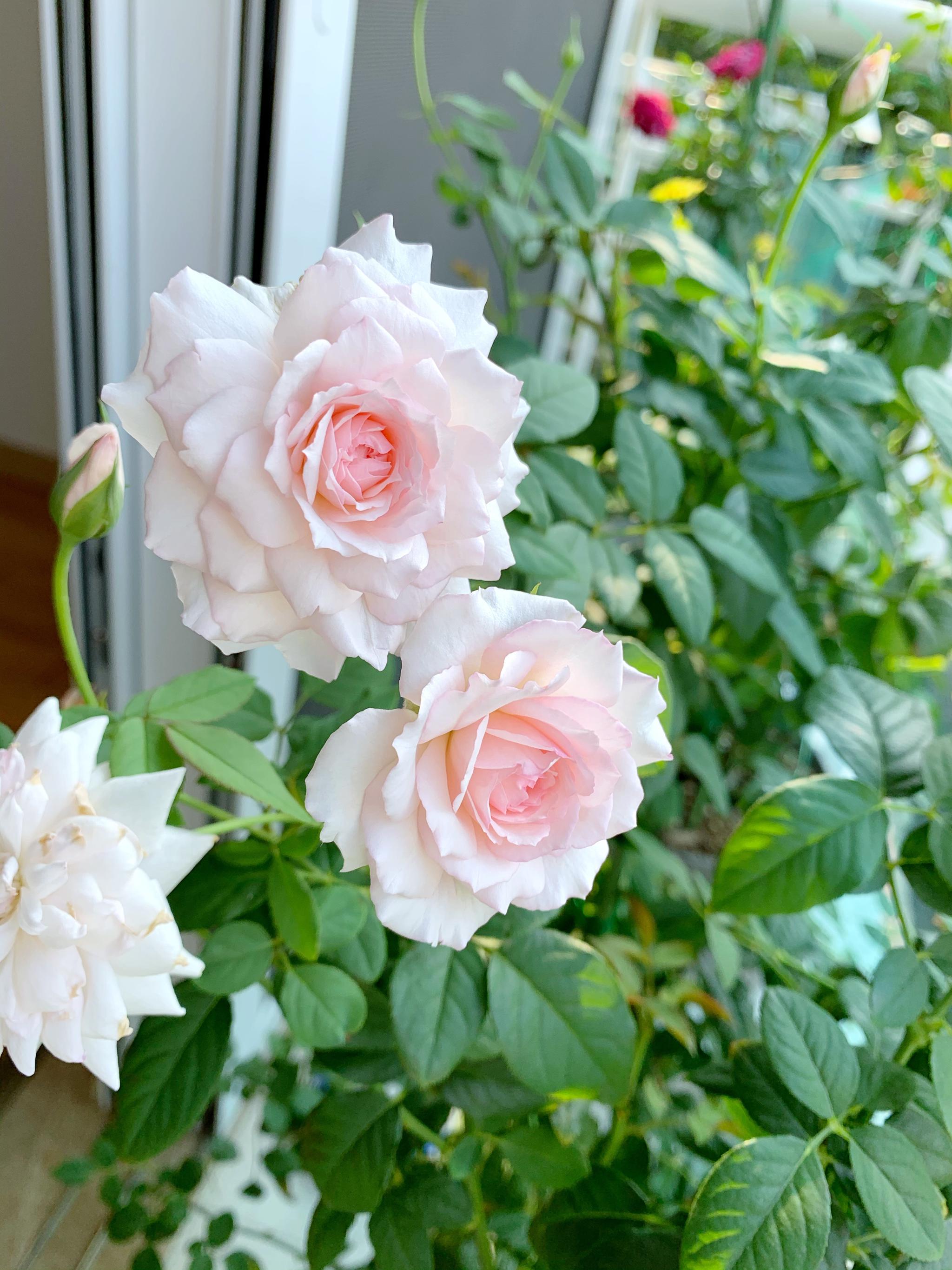 月季界的仙女美咲花朵仙气十足香气浓郁