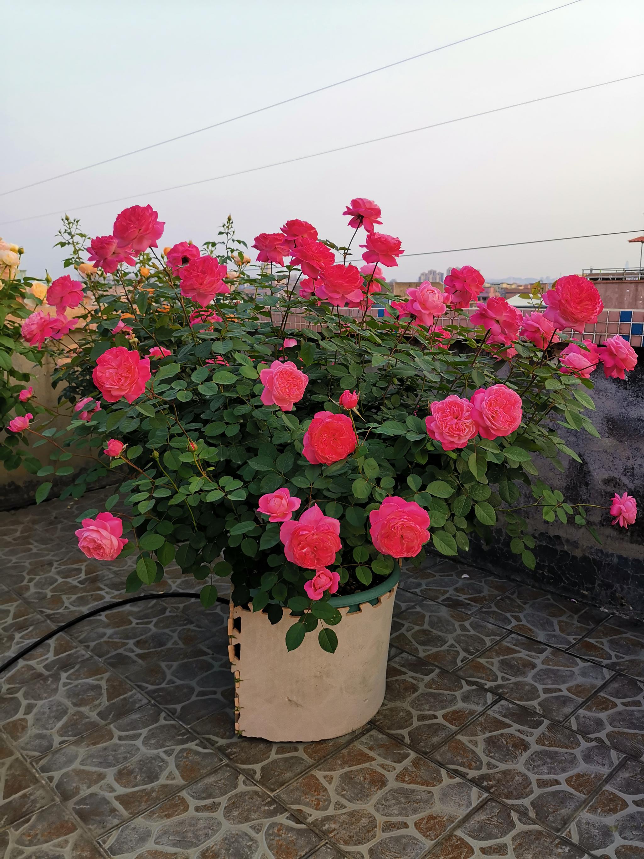 盆栽月季梦光环自带仙气又美又香月月开花