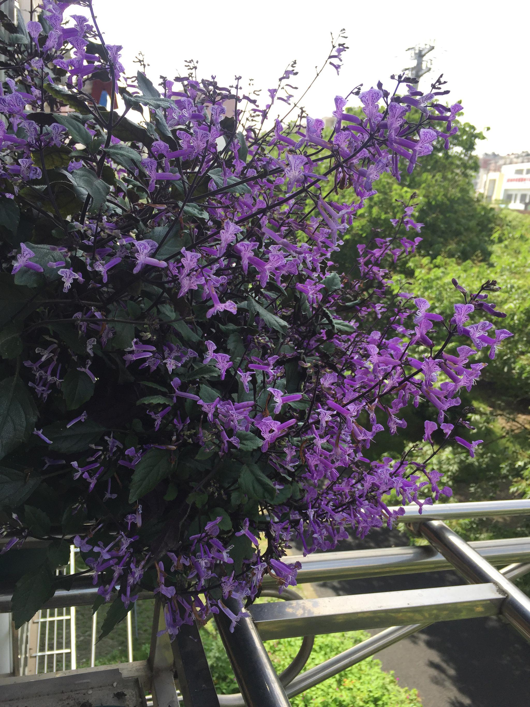 香花植物莫纳薰衣草花朵又美又香花期几乎全年