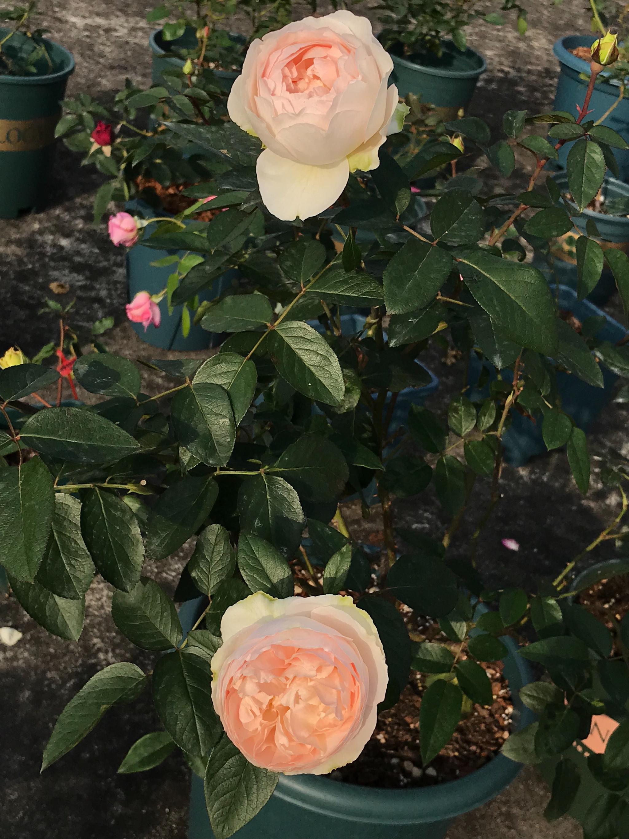 伊芙·钱特玛丽,又美又香的盆栽月季花,花开一朵!