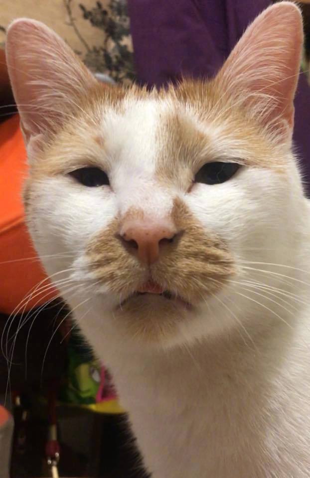 第一次看见眼睛这么小的猫咪