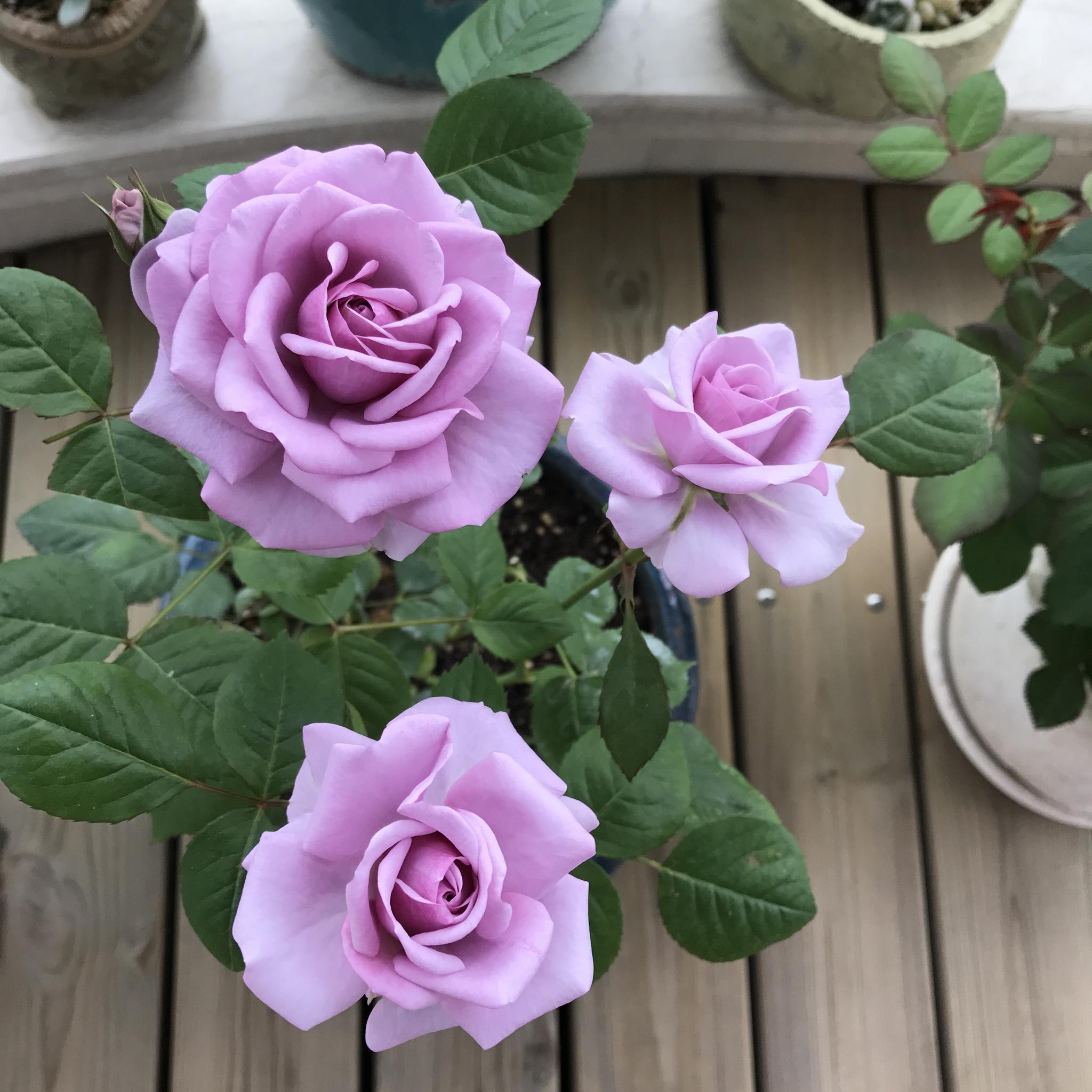 水星王阳台优秀的盆栽月季淡雅蓝紫色香气四溢