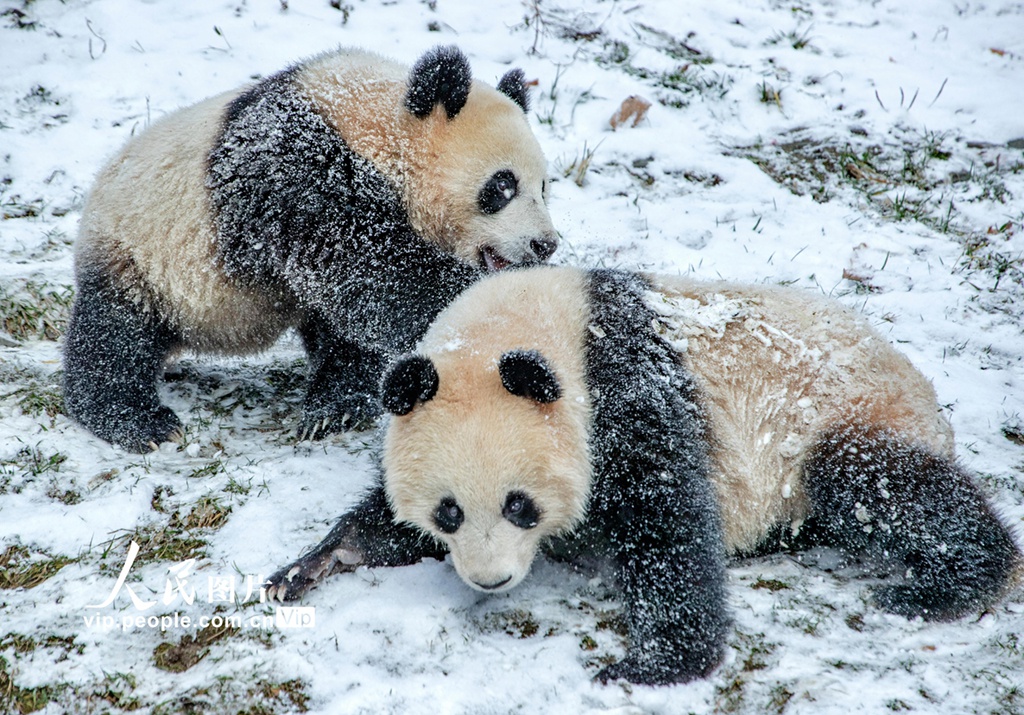 四川卧龙大熊猫雪地撒欢