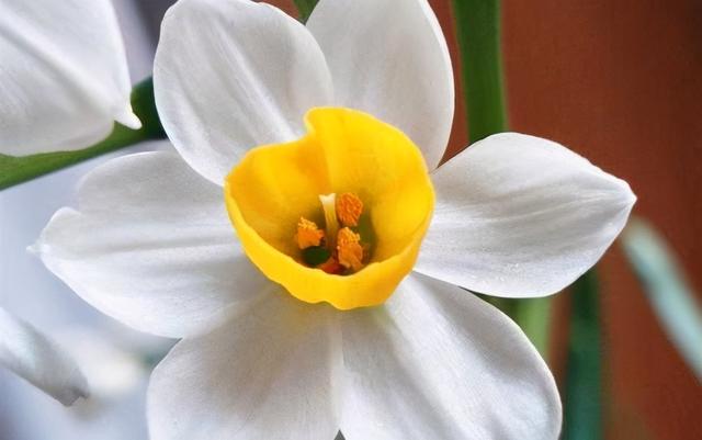 6种代表团聚的"思念花",花色饱满养护简单|养护|水仙花|植物_新浪新闻