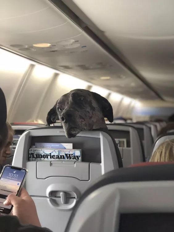 狗头上有飞机的图片图片