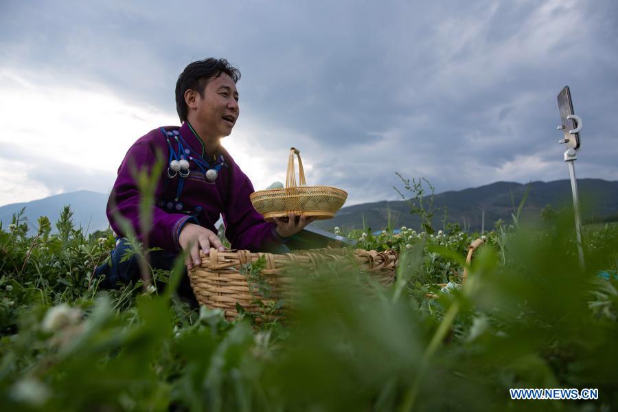 A man of Yi ethnic group promotes eggs produced in his hometown Butuo via live streaming at a chicken farm in Butuo County, Liangshan Yi Autonomous Prefecture, southwest China's Sichuan Province, July 20, 2020. China has made great achievements in poverty relief that has impressed the world, with almost 100 million people lifted out of poverty. (Xinhua/Jiang Hongjing)