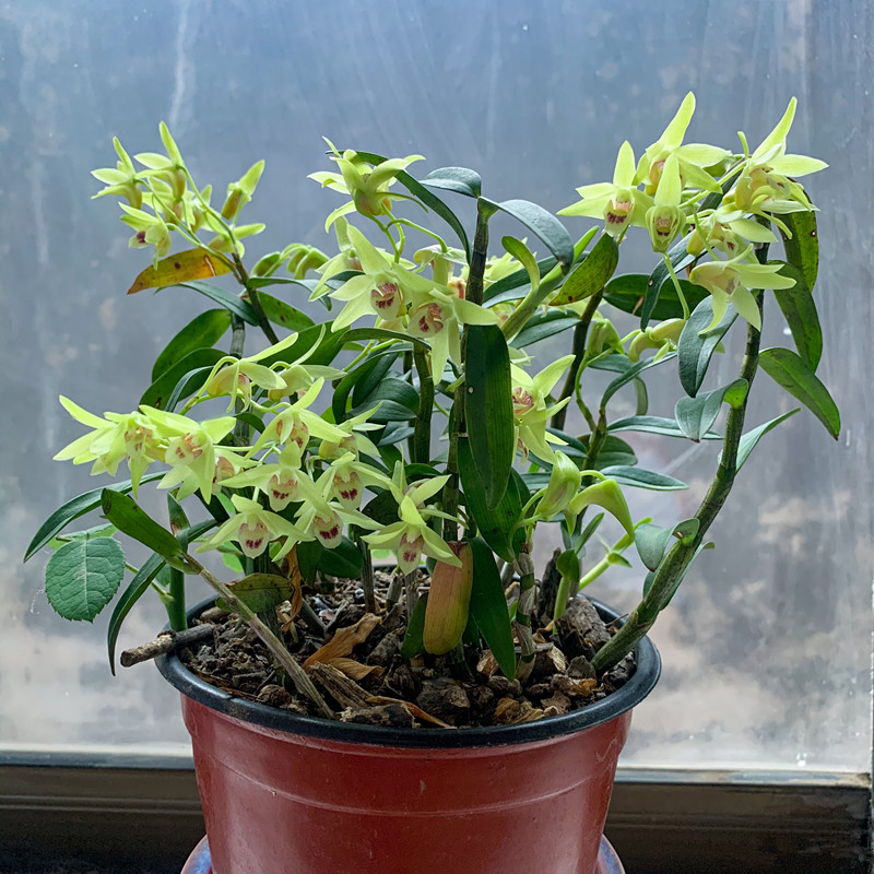 盆栽铁皮石斛,好看又好养,赏花又闻香,想吃就剪!