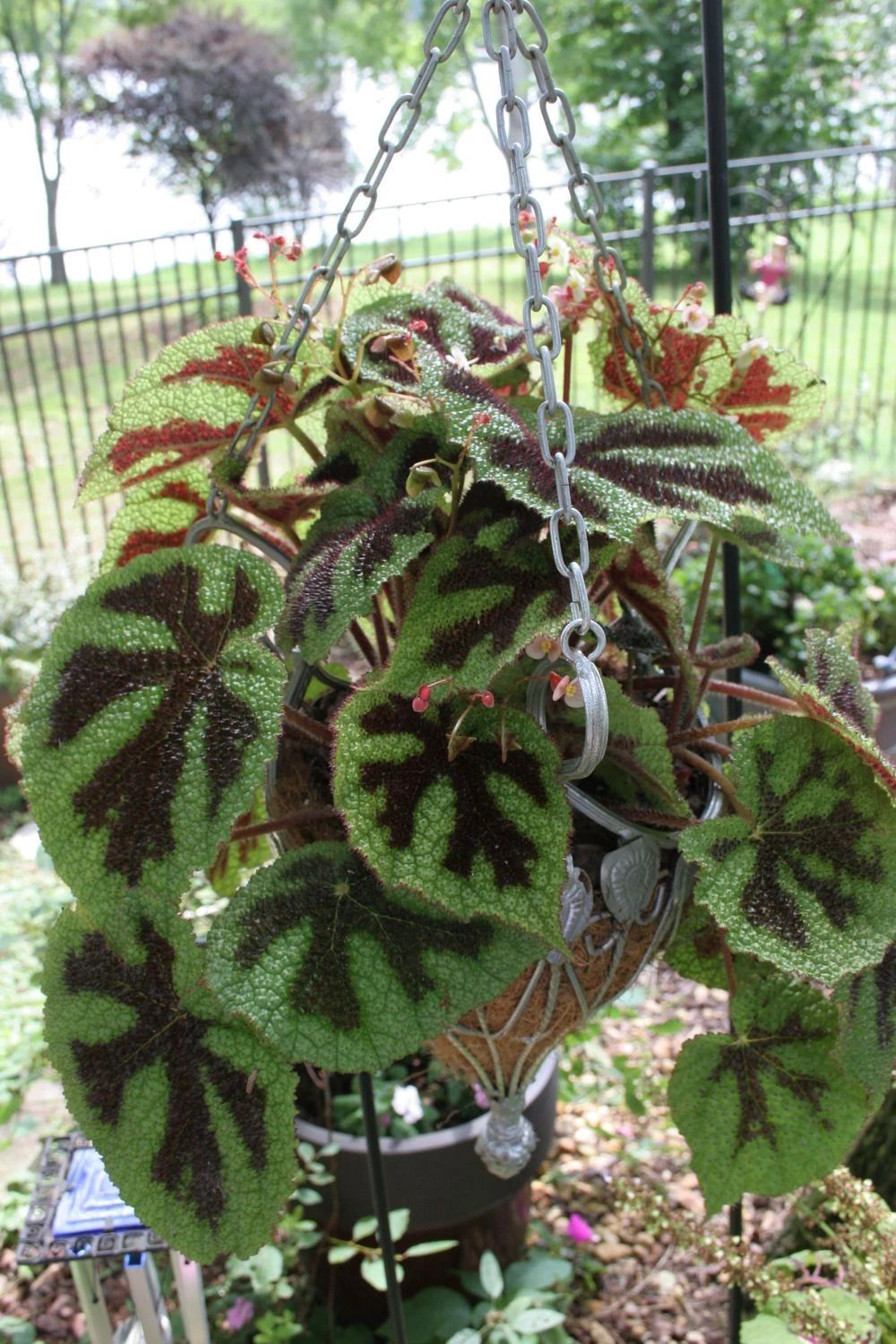 原产我国的名贵铁十字秋海棠叶子像盾牌特耐阴