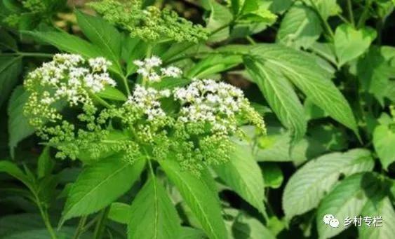 陆英,排风藤,八棱麻,大臭草,秧心草,接骨丹,以及我们家乡的"断骨草"