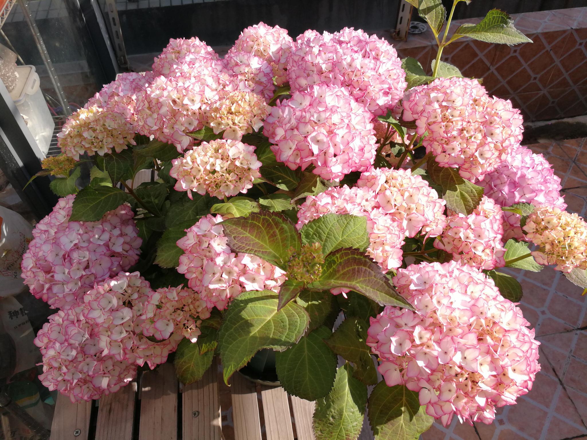 这个品种名叫"塞布丽娜",国外引种的大花绣球品种,植株低矮,高一般不