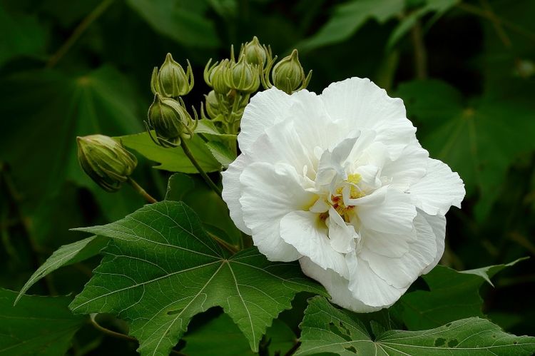 你若真心对他，他必回应给你，爱情中4大星座女值得被爱休闲区蓝鸢梦想 - Www.slyday.coM