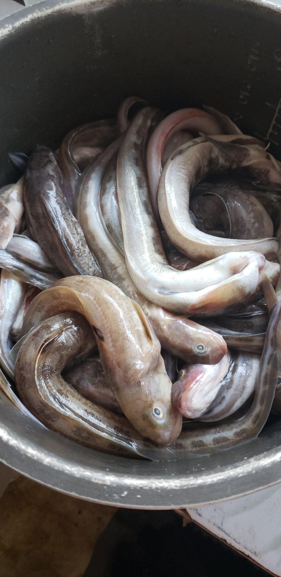 在大连,鲶鱼一般都是用来炖豆腐的