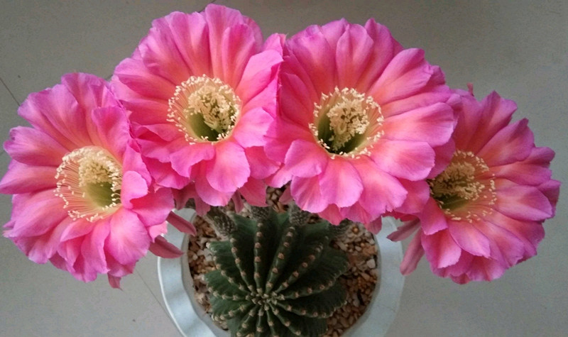 盆栽仙人球浓桃筋好看又好养一年开花多次