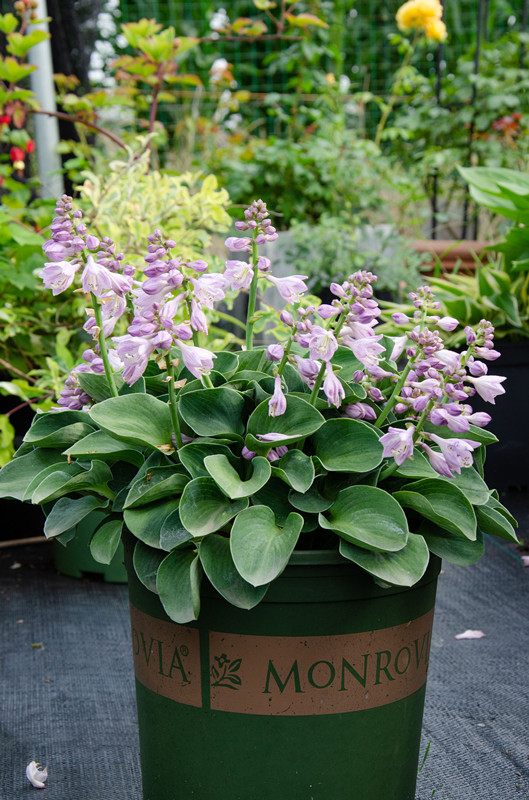 花叶|玉簪|花香_新浪新闻