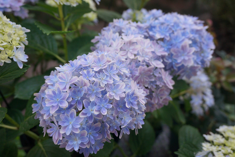 绣球花|万华镜|花型_新浪新闻