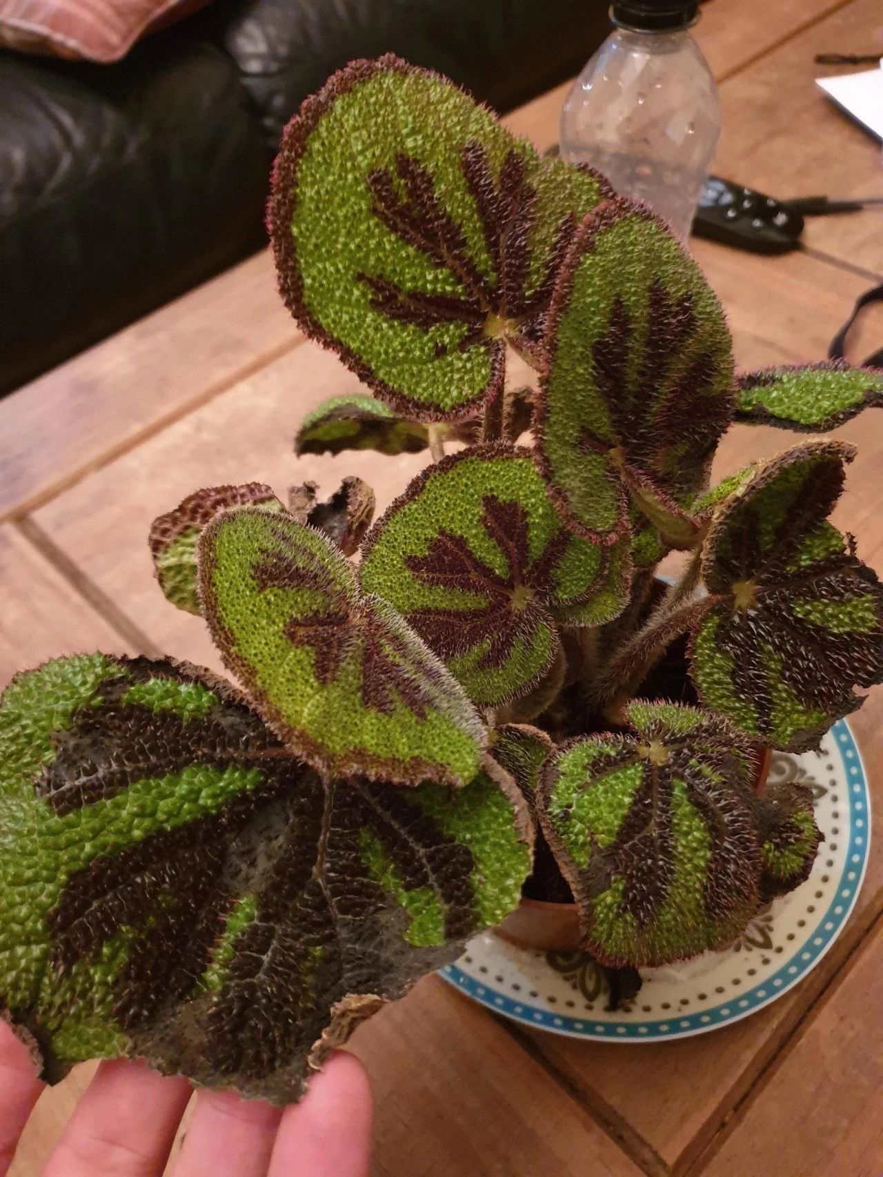 原产我国的名贵铁十字秋海棠叶子像盾牌特耐阴