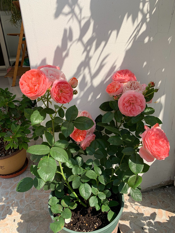 一款非常优秀的盆栽月季不输果汁阳台漂亮又芳香